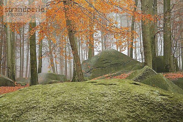 Herbstwald mit Felsen und Steine  Baumstamm  Stimmung  Felsformation  Felsenmeer  Lautertal  Hessen  Odenwald  Deutschland  Europa