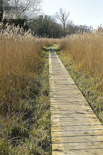 Uferweg im Schilfgebiet  Norfolk Reed oder Common Reed (Phragmites australis)  Bromeswell  Suffolk  England  UK