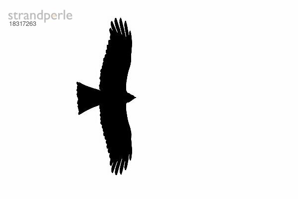 Silhouette eines auffliegenden Schwarzmilan (Milvus migrans) im Flug  umrissen auf weißem Hintergrund  um Flügel und Schwanzformen zu zeigen