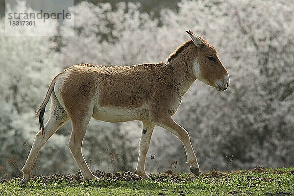 Kulan  Asiatischer Halbesel  Pferdeesel (Equus hemionus)  Onager  Kulane  Halbesel  Equidae  Unpaarhufer  Perissodactylia  Säugetier  Tier  Wirbeltier  Weilbacher Kiesgruben  Weilbach  Flörsheim  Taunus  Hessen  Deutschland  Europa  captive  Europa