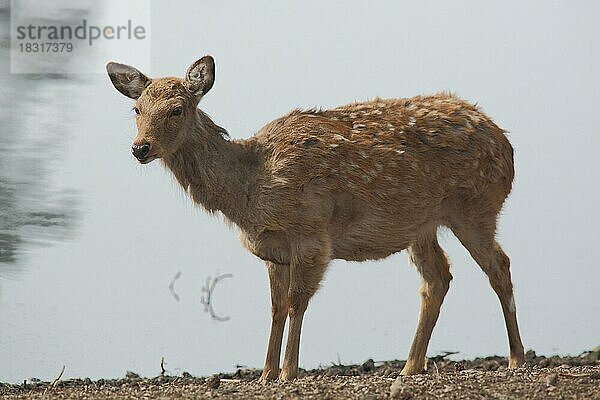 Dybowski-Hirsch (Cervus nippon dybowskii)  captive