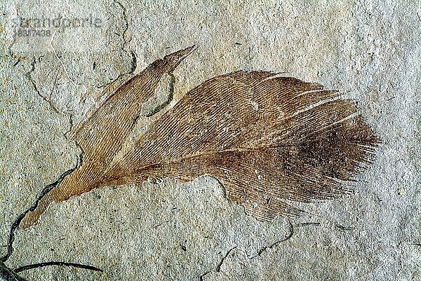 Fossile Vogelfeder  frühes Oligozän  Stampion  Basses Alpes  Frankreich  Europa