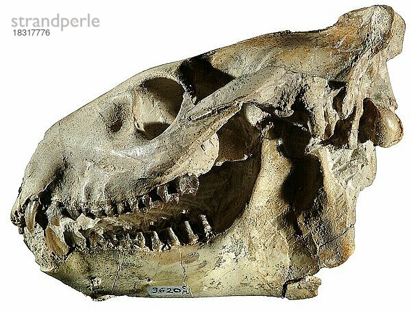 Fossiler Schädel und Unterkiefer  Merycoidodon culbertsoni  Oligozän  Lower Oreodon Beds  Bad Land Creek  Nebraska  USA  Nordamerika