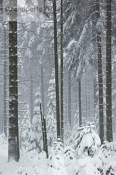 Kiefernwald im Schnee im Winter  Hohes Venn  Belgien  Europa