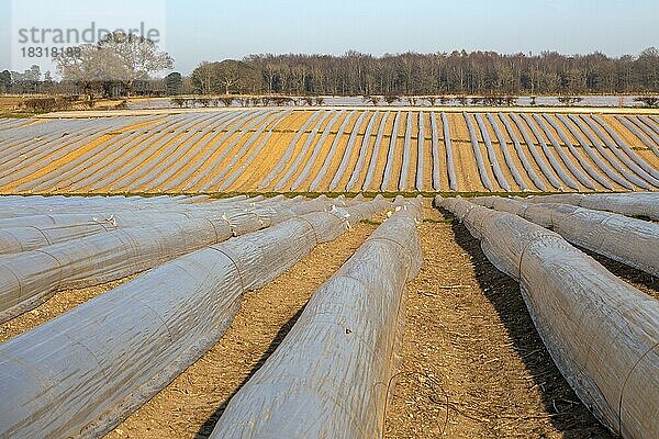 Polyethylen-Cloche-Polytunnel zum Schutz der Pflanzen vor Frost auf einem Feld  Wantisen  Suffolk  England  UK