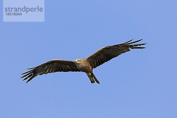 Schwarzmilan (Milvus migrans) im Flug  Zugvogel  der gegen den blauen Himmel aufsteigt