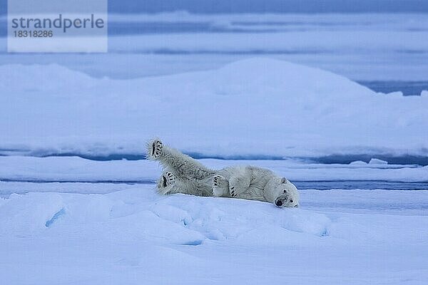 Einsamer Eisbär (Thalarctos maritimus)  der auf einer Eisscholle im arktischen Ozean ruht