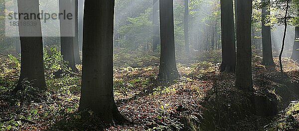 Sonnenstrahlen  die bei Sonnenuntergang durch einen Laubwald mit herbstlich gefärbten Buchen scheinen und eine ruhige Atmosphäre schaffen