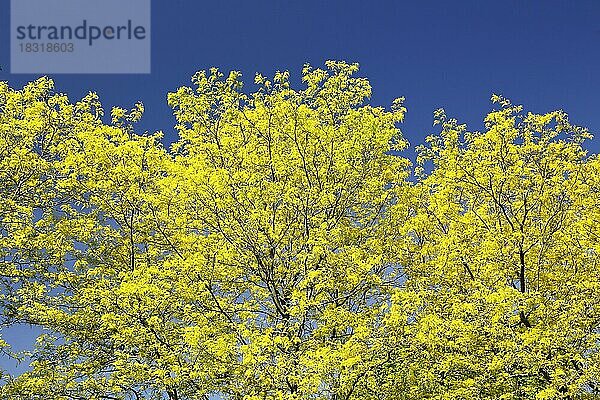 Natur  Bäume im Frühling  Provinz Quebec  Kanada  Nordamerika