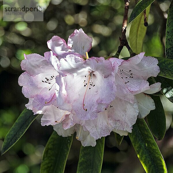 Rhododendron  Nahaufnahme der rosafarbenen Blüte  Botanischer Garten  Dublin  Irland  Europa