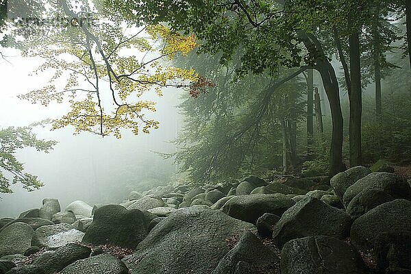 Landschaft mit Nebel  Felsen und im Herbst  Stimmung  Felsenmeer  Lautertal  Hessen  Odenwald  Deutschland  Europa