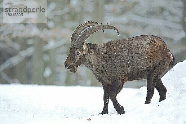 Alpensteinbock (Capra ibex)  männlich  Schnee  Winter  captive