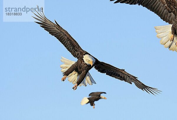 Weisskopfseeadler (Haliaeetus leucocephalus)  Alaska  USA  Nordamerika