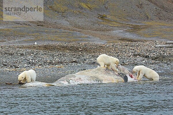 Drei aasfressende Eisbären (Ursus maritimus) beim Fressen des Kadavers eines gestrandeten toten Pottwals an der Küste von Svalbard  Spitzbergen  Norwegen  Europa