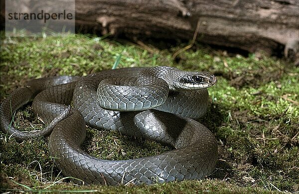 Blaue Rennmaus (Coluber constrictor) foxii