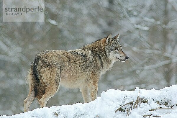 Wolf (Canis lupus) im Schnee  Winter  captive