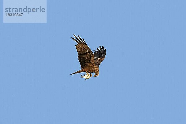 Schwarzmilan (Milvus migrans) fliegt mit gefangenem Fisch in seinen Krallen gegen den blauen Himmel