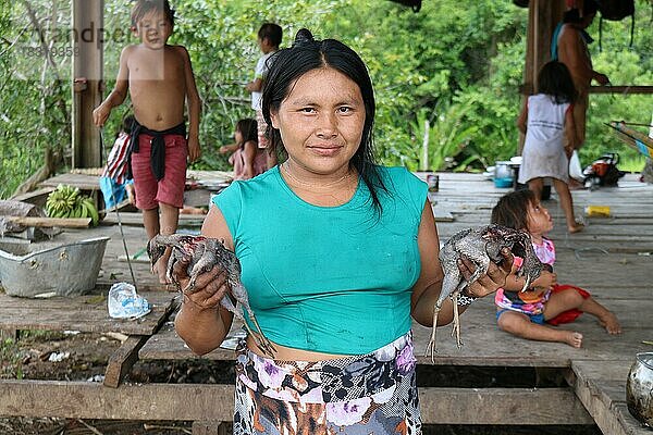 Indigenes Volk  Frau der Ureinwohner Huni Kuin bei der Zubereitung von erlegten Vögeln für das Mittagessen in ihrem Dorf im Amazonas-Regenwald  Acre  Brasilien  Südamerika