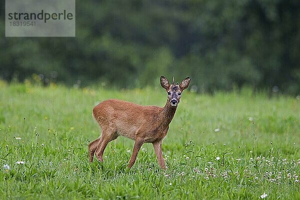 Reh (Capreolus capreolus) auf einer Wiese am Waldrand  Deutschland  Europa