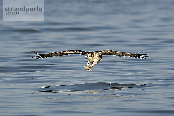 Fischadler (Pandion haliaetus) im Flug  der sich darauf vorbereitet  mit gespreizten Krallen Fische aus dem See zu fangen (Sequenz 2 von 2)