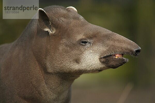 Flachlandtapir (Tapirus terrestris)  Portrait  Kopf  captive