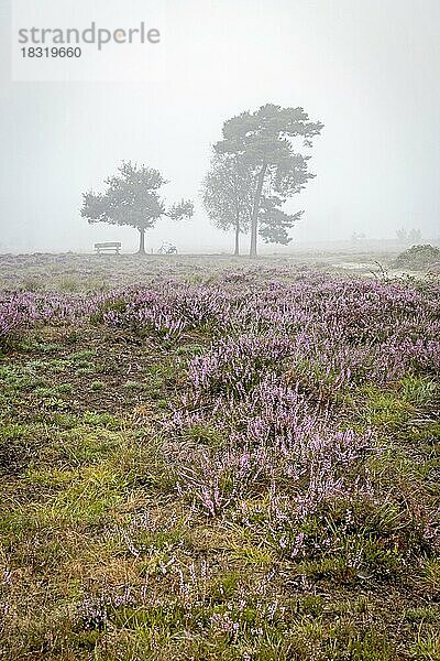 Blühendes Heidekraut und Bäume  Bank und Fahrrad als Silhouette im dichten Nebel über der Heidelandschaft im Spätsommer  Leersumse Veld  Utrecht  Niederlande  Europa