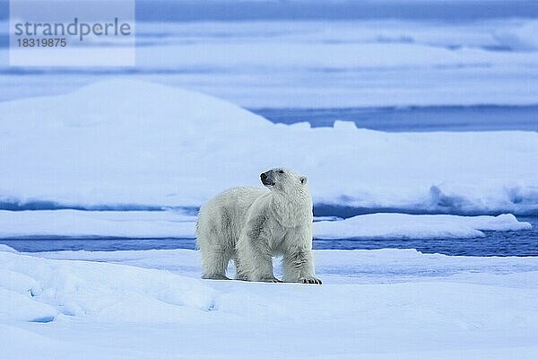 Einsamer Eisbär (Thalarctos maritimus) auf Eisscholle bei der Jagd im arktischen Ozean