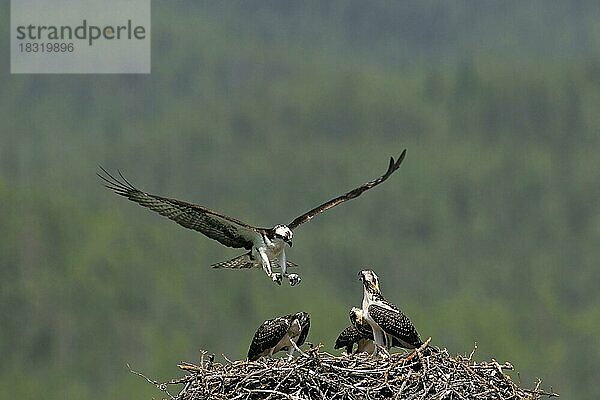 Fischadler (Pandion haliaetus) bei der Landung auf dem Nest mit drei Jungtieren