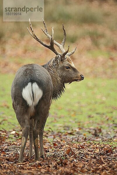 Sikahirsch (Cervus nippon)  männlich  hinten  Hinterteil  Geweih  captive