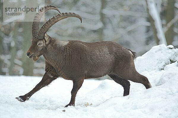 Alpensteinbock (Capra ibex)  männlich  Schnee  Winter  Bewegung  rennen  captive