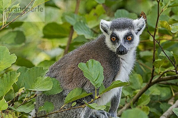Katta (Lemur catta) in einem Baum  bedrohter Primat  der auf der Insel Madagaskar endemisch ist