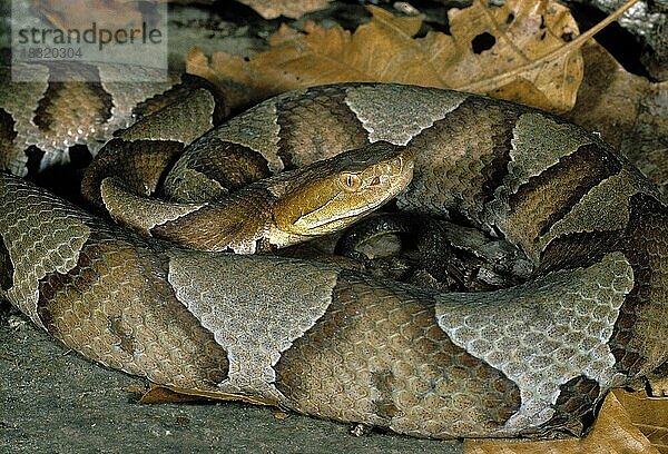 Nördlicher Breitband-Kupferkopf (Agkistrodon Contortrix Laticinctus) Schlange  Reptil