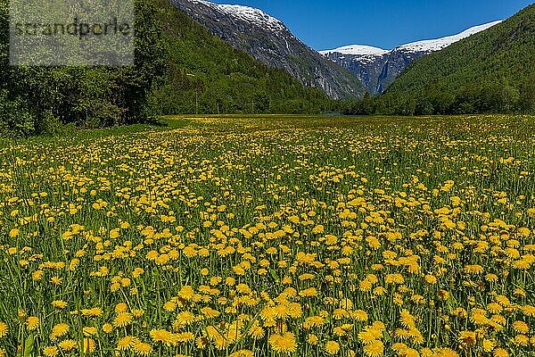 Wiese mit Löwenzahnblüten und Bergpanorama im Gudbrandsdalen  Norwegen  Europa