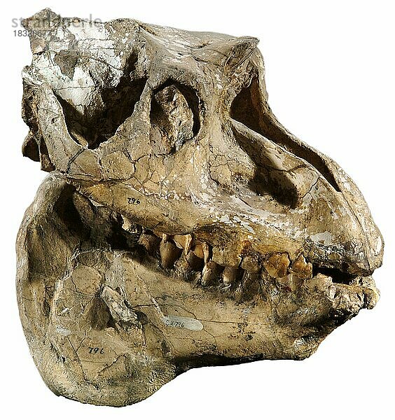 Fossiler Schädel  Pronomotherium laticeps  Miozän  New Chicago  Montana  USA  Nordamerika