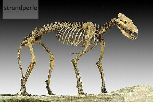 Daphoenodon superbus  Beardog  Frühes Miozän  Nebraska  USA  Nordamerika
