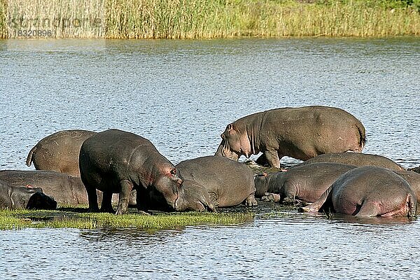 Nilpferd (Hippopotamus amphibius) beim Ausruhen im seichten Wasser eines Sees  St. Lucia  Südafrika  Mittelamerika