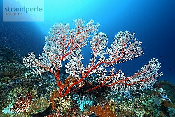 Korallenriffdach mit Melithea Gorgonie (Melithea sp.)  rot  Haarrsterne (Crinoidea) schwarz  Pazifik  Great Barrier Reef  Unesco Weltnatuerbe  Australien  Ozeanien
