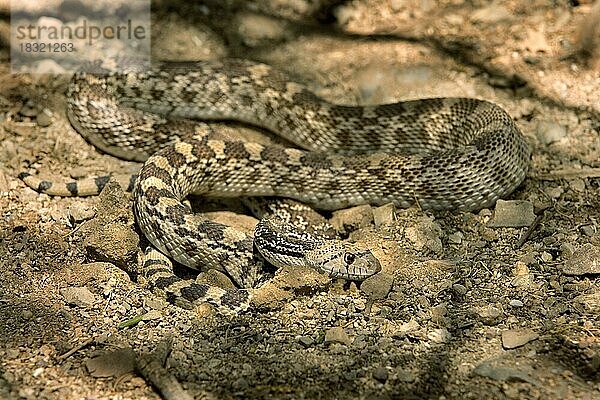 Arizona-Gophernatter  Pituophis catenifer affinis