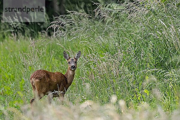 Reh (Capreolus capreolus) weiblich  Ricke bei der Futtersuche im hohen Gras auf einer Wiese am Waldrand im Frühjahr