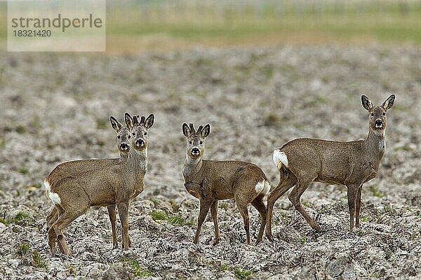 Reh (Capreolus capreolus) und junge Böcke mit samtbedecktem Geweih bei der Futtersuche im Feld im Frühjahr