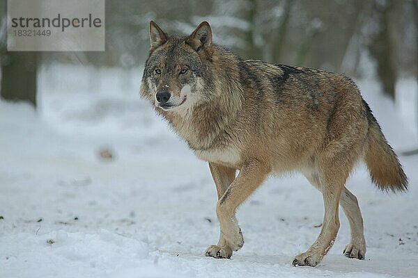 Wolf (Canis lupus) im Schnee  Winter  captive
