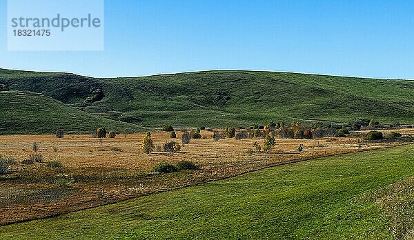 Moorlandschaft mit trockenem Moorgras  Hochebene von Cezallier  Puy de Dome  Auvergne Rhône-Alpes  Frankreich  Europa