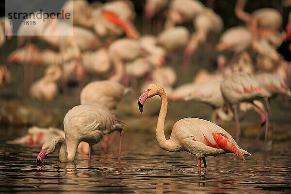 Kubaflamingo  Trupp  Gruppe  stehend  Wasser  Roter Flamingo (Phoenicopterus ruber)  Phoenicopterus  Phoenicopteridae  Flamingo  Flamingos (Phoenicopteriformes)  Vogel  Tier  Wirbeltier  captive