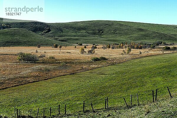 Moorlandschaft mit trockenem Moorgras  Hochebene von Cezallier  Puy de Dome  Auvergne Rhône-Alpes  Frankreich  Europa