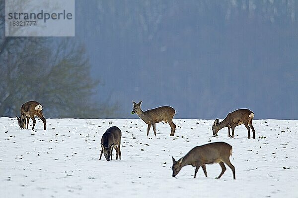 Reh (Capreolus capreolus) frisst im Winter auf einem verschneiten Feld Getreide