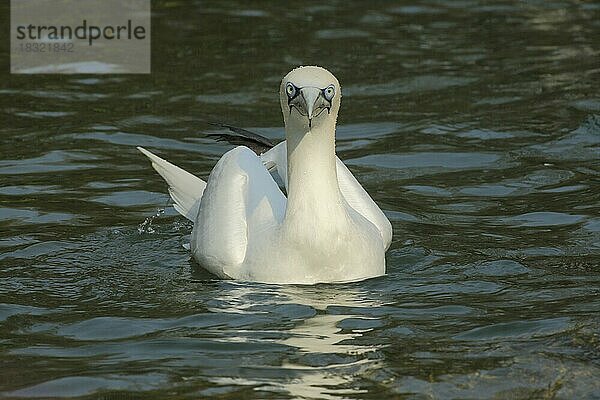 Basstölpel (Sulidae) (Morus bassanus)  schwimmend  Blick  frontal  Tölpel  Seevogel  Seevögel  Ruderfüsser  Pelecaniformes  Vogel  Tier  Wirbeltier  captive