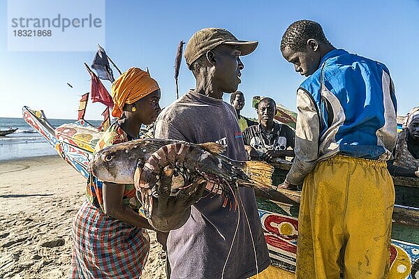 Fischer mit ihrem Fang am Strand Sanyang  Gambia  Westafrika  Afrika