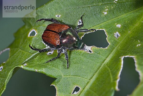 Japanischer Käfer  die Käferart (Popillia japonica) ist gemeinhin als japanischer Käfer bekannt. Er ist etwa 1  5 cm lang und 1 cm breit  mit schillernden kupferfarbenen Flügeldecken und grünem Thorax und Kopf