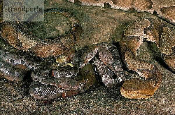 Mutter Copperhead Schlange & neugeborene Brut