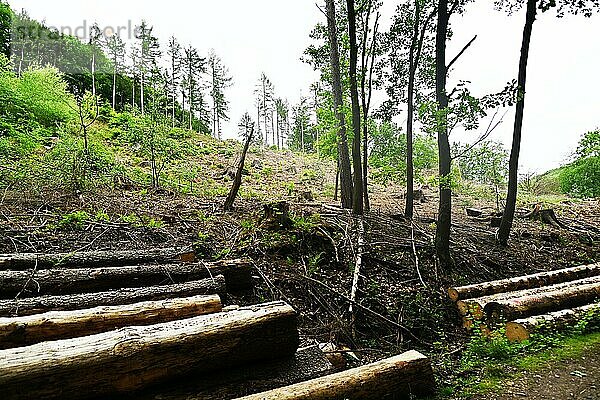 Die Waldschäden im Sauerland haben ca. 40 % des Bestandes an Fichten besonders in Monokulturen hervorgerufen. Das Bild zeigt Waldschäden im Mai 2020  Deutschland  Europa